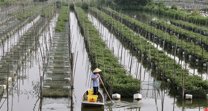 年产量超5000吨产值达4亿元望江黄鳝游向大“江湖”