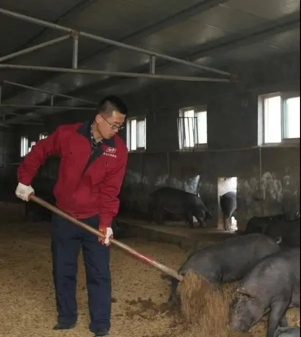 致富经湘西黑猪_湘西黑猪品种特性_湘西黑猪苗