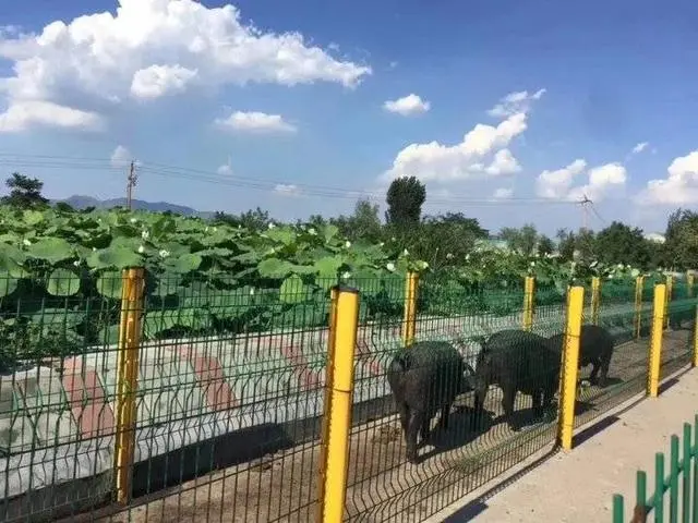 湘西黑猪苗_湘西黑猪品种特性_致富经湘西黑猪