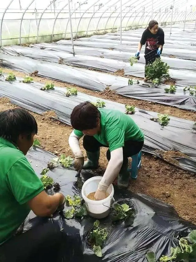 湘西黑猪苗_致富经湘西黑猪_湘西黑猪品种特性