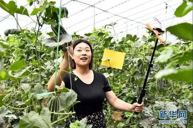 致富经湘西黑猪_湘西黑猪品种特性_湘西黑猪苗