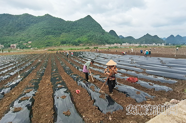 镇宁扁担山镇：种养结合出新路 百姓致富有出路