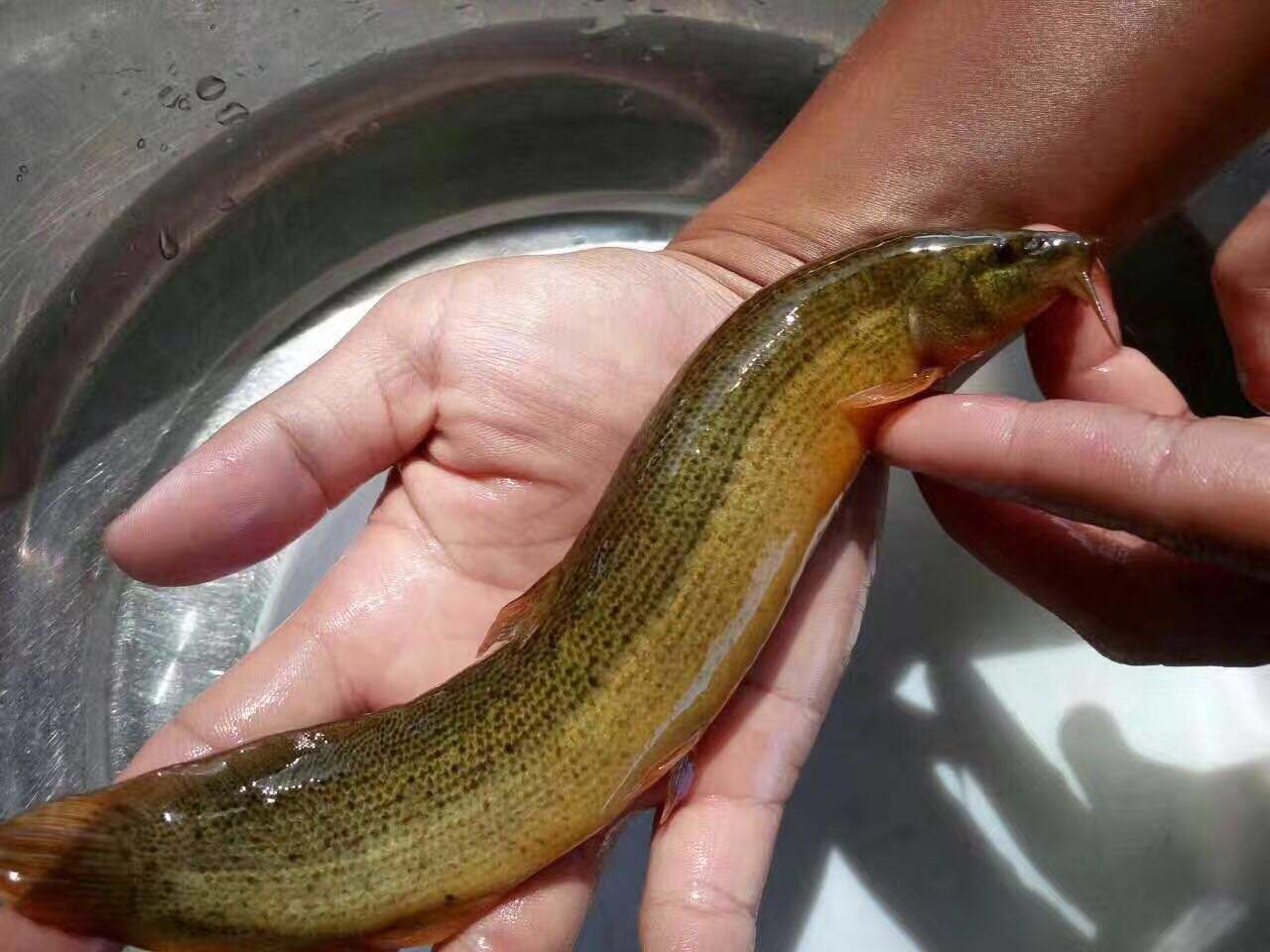 泥鳅种植莲藕养套技术视频教程_莲藕种植技术套养泥鳅_泥鳅种植莲藕养套技术与管理