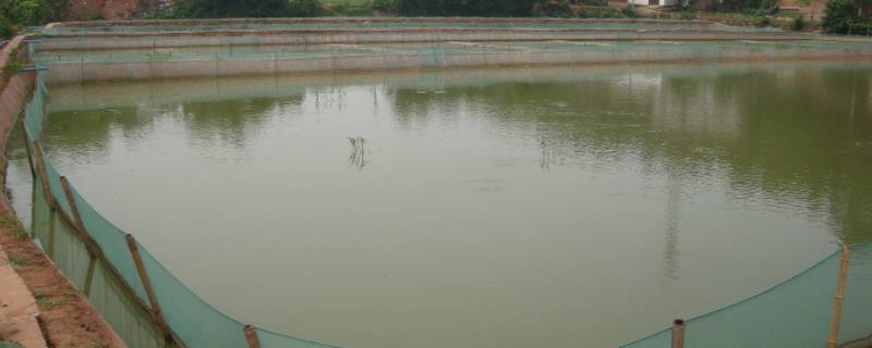 泥鳅种植莲藕养套技术与管理_泥鳅种植莲藕养套技术视频教程_莲藕种植技术套养泥鳅