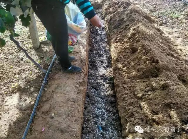 葡萄种植技术视频教程_种植葡萄视频教程_巨峰葡萄种植技术视频