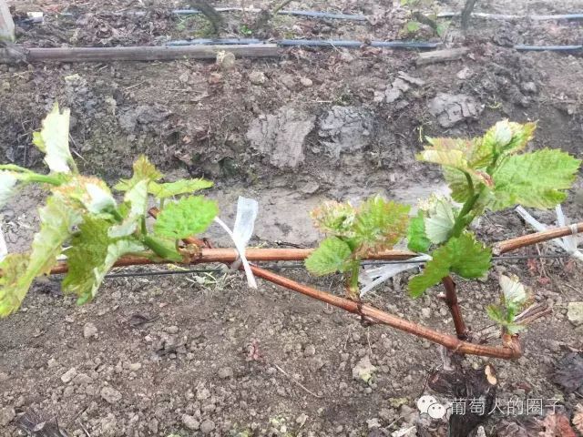 葡萄种植技术视频教程_巨峰葡萄种植技术视频_种植葡萄视频教程