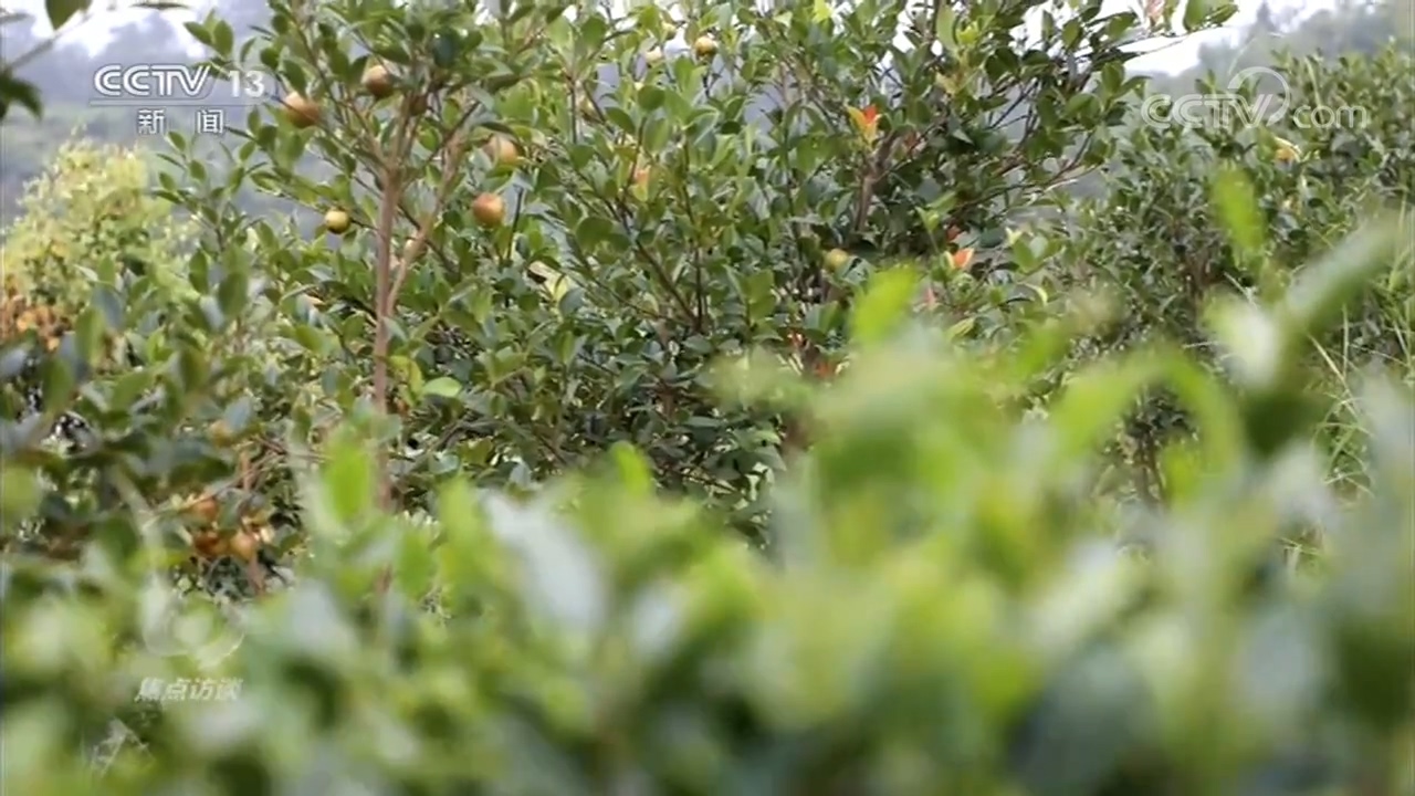 海南莲藕种植致富_海南莲藕种植基地_海南莲藕苗