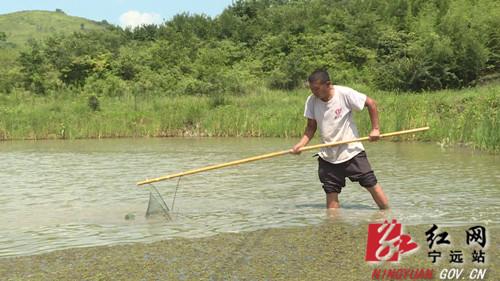 稳就业 强基础 富家乡丨宁远：能人回乡显身手“稻螺共生”促增收