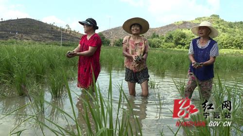 稻谷养殖致富经历_稻谷养猪_致富养殖稻谷经历了什么