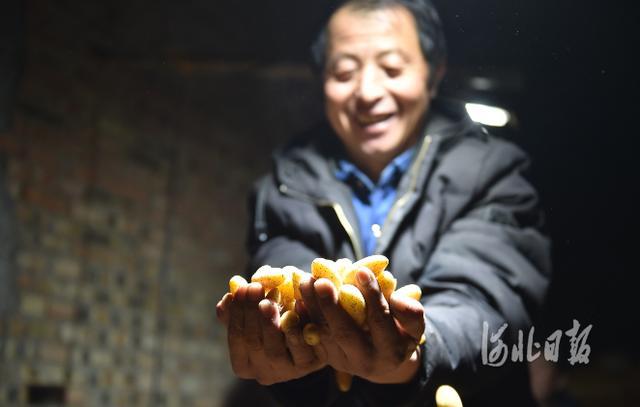 眉毛种植适合什么样的情况_眉毛种植的存活率有多少_农村致富种植眉毛