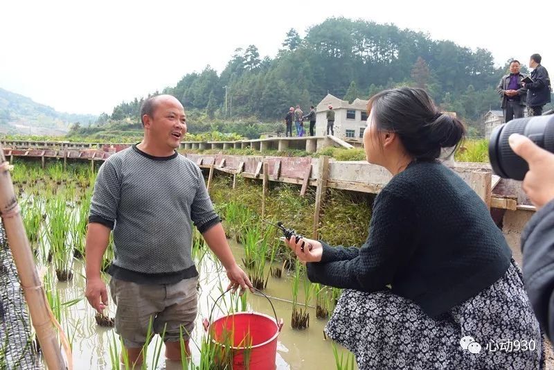 荷田种植致富_荷田种植致富_荷田种植致富