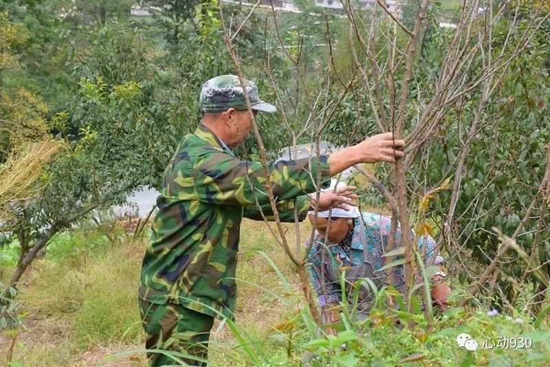 荷田种植致富_荷田种植致富_荷田种植致富