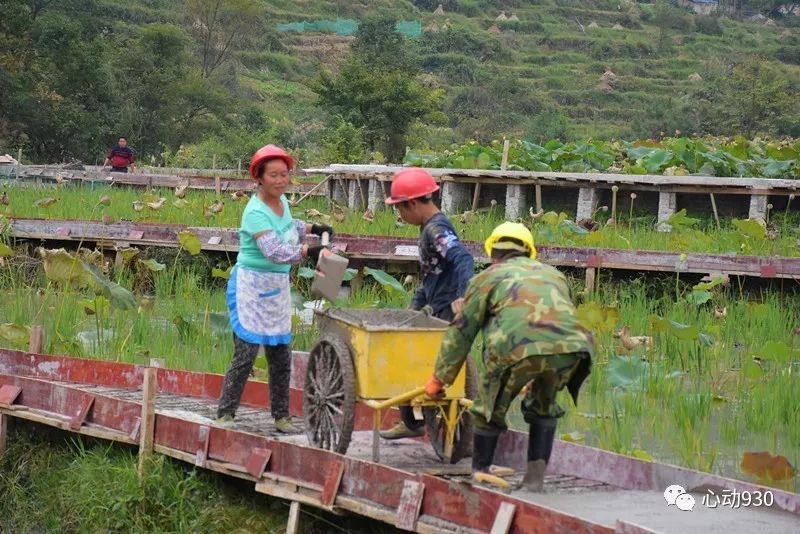 荷田种植致富_荷田种植致富_荷田种植致富