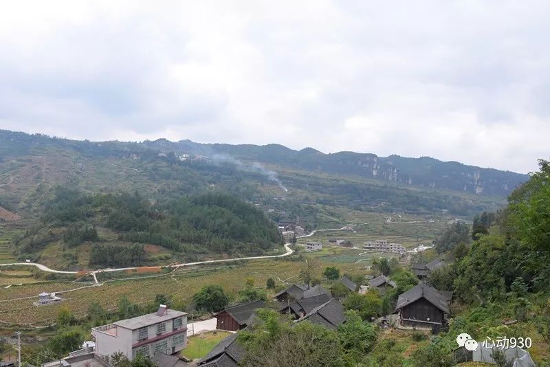 荷田种植致富_荷田种植致富_荷田种植致富