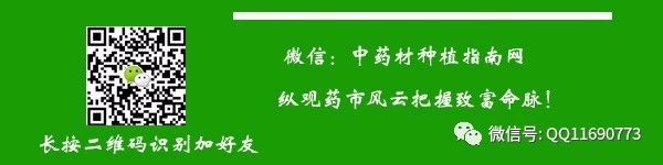 致富经种植什么药材赚钱_药材种植致富项目_致富药材种植赚钱不