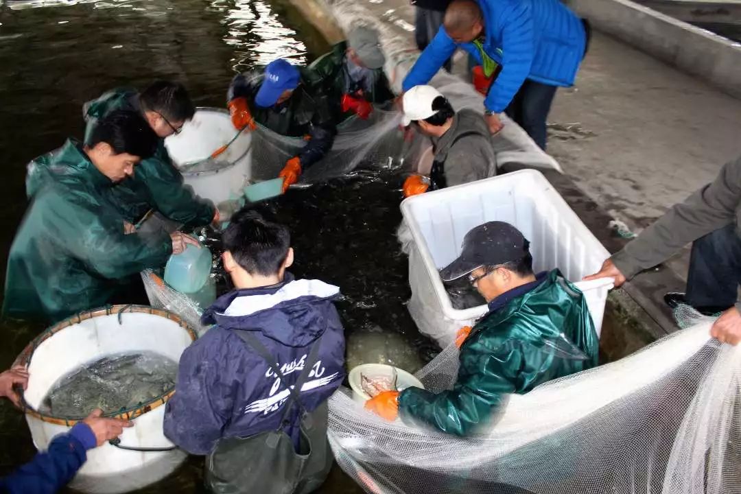 日本水产大棚养殖技术_大棚水产养殖技术视频_水产养殖温室大棚