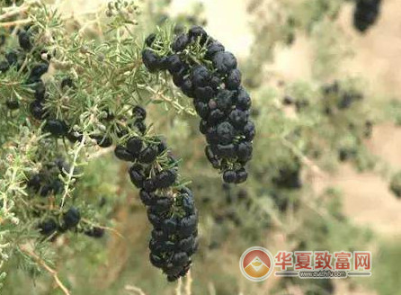 农村种植什么可以发家致富？