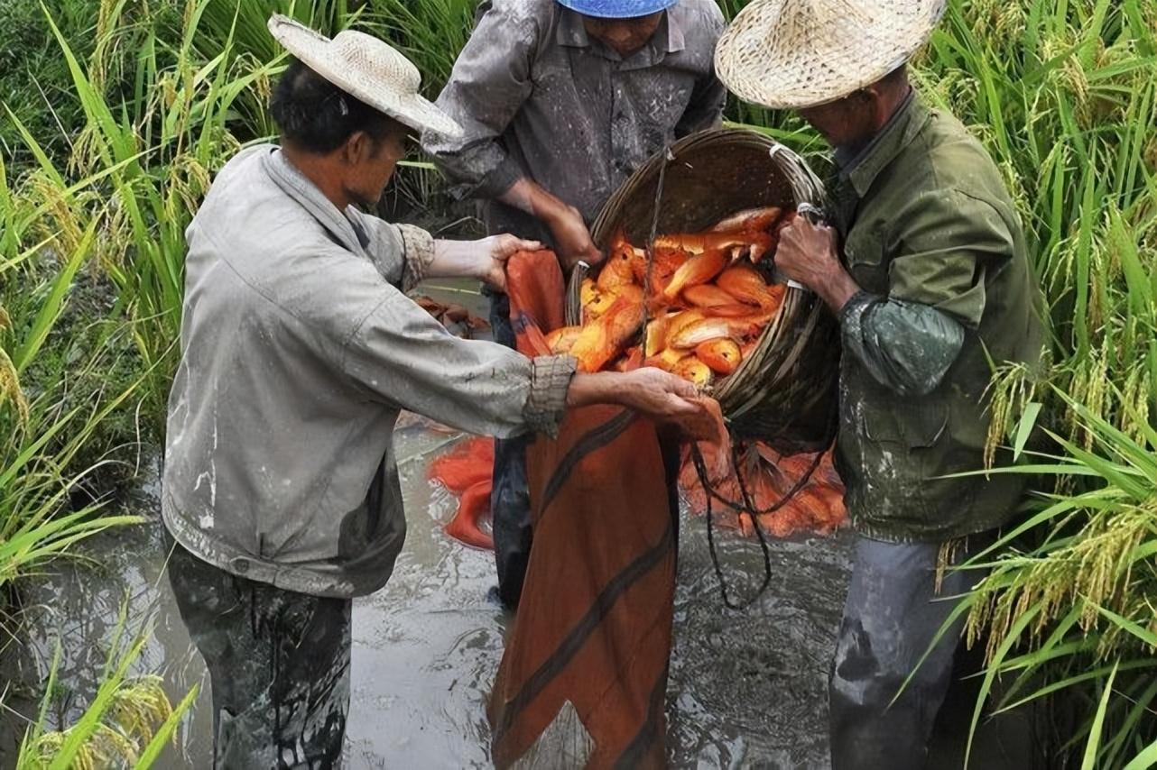 致富养殖稻谷经历了什么_稻谷养殖致富经历_致富养殖稻谷经历简述