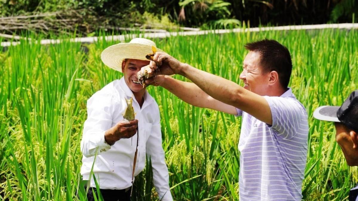 致富养殖稻谷经历了什么_致富养殖稻谷经历简述_稻谷养殖致富经历