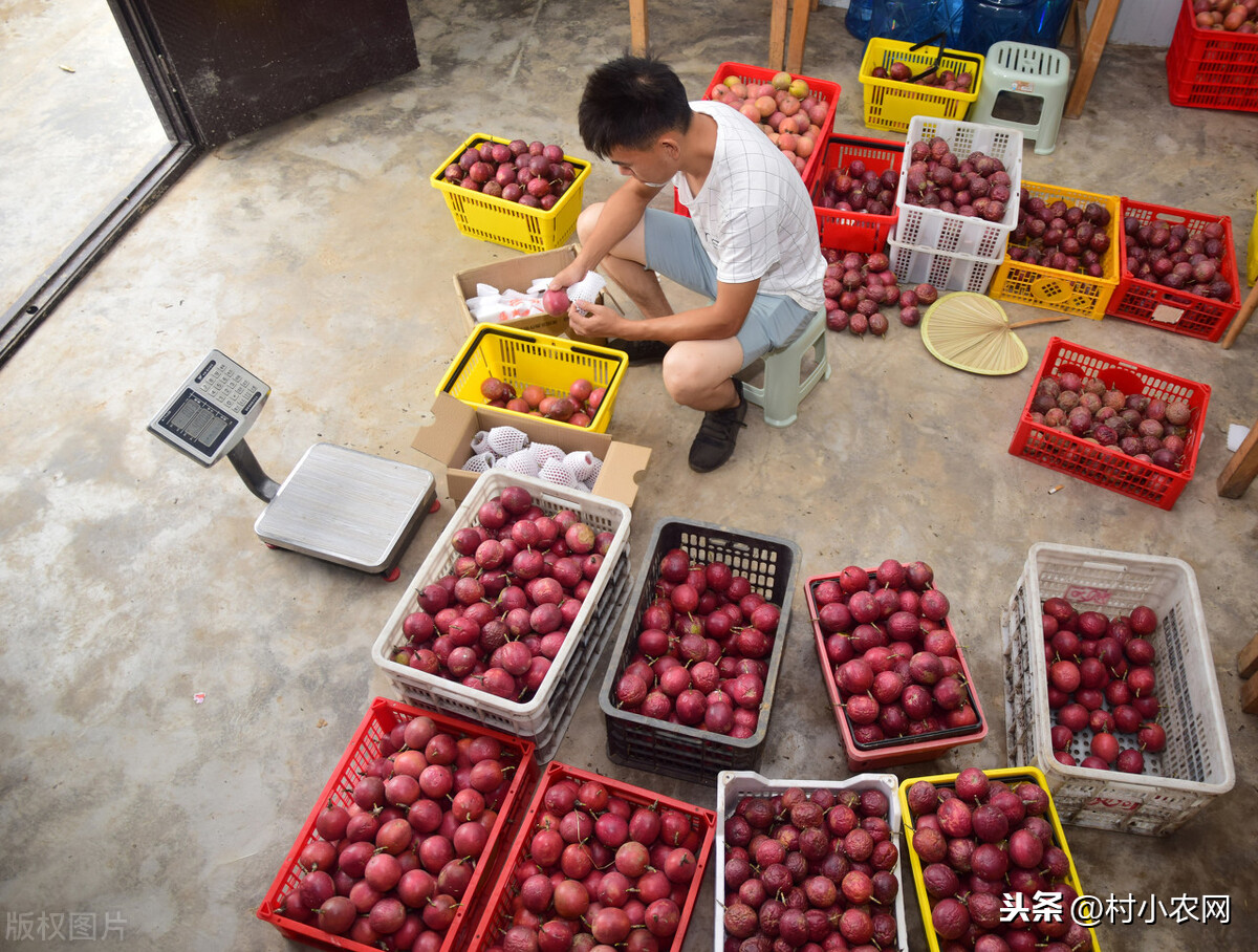 致富经农业种植_农业致富种植项目_农作物种植致富路线