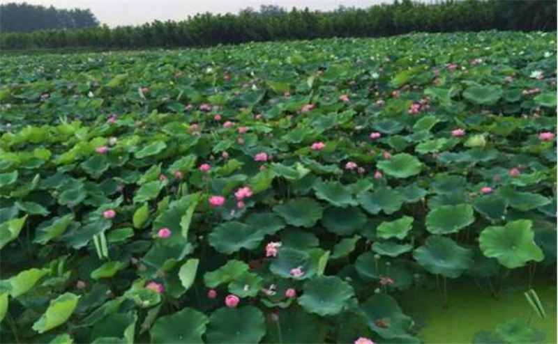 莲藕和泥鳅的高效生态种养技术_莲藕泥鳅养殖技术_莲藕种植技术套养泥鳅