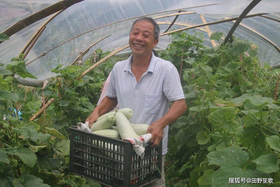 羊角蜜怎么施肥甜度高？羊角蜜甜瓜种植方法和时间，详细讲解在这