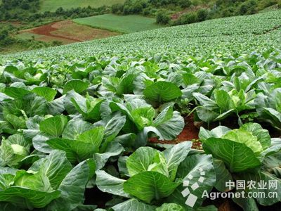 测土配方施肥技术：芜湖：蔬菜价格呈季节性上涨