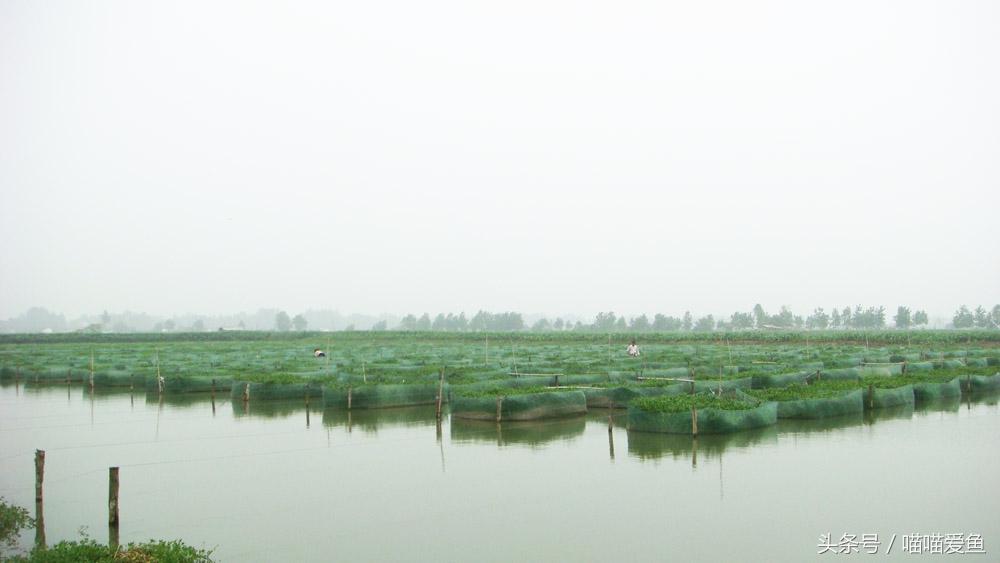 创业者养黄鳝不能输在起跑线上——浅谈黄鳝养殖选苗经验！