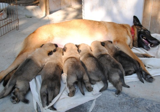 搜索肉狗养殖技术_专业肉狗养殖_养肉狗技术资料大全