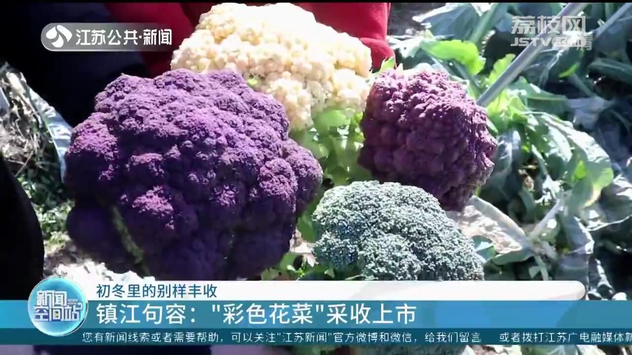 彩色花菜、香菇、白芹…江苏初冬里的别样丰收