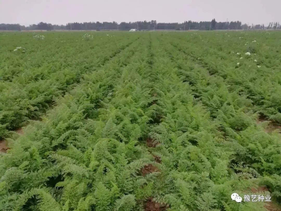 胡萝卜种植方法和技术_胡罗卜怎样种植法_胡萝卜种植技术视频讲座