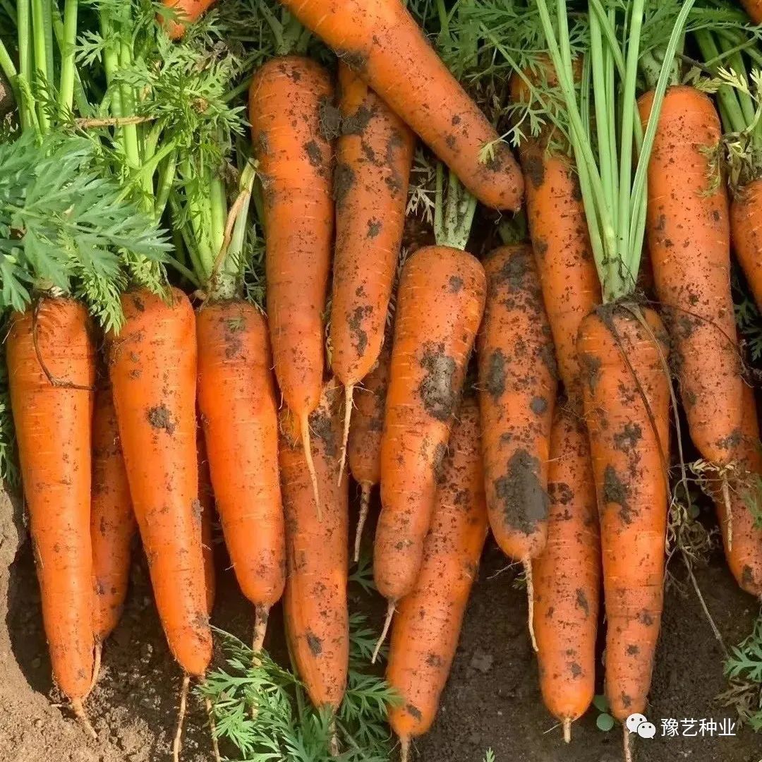 胡萝卜种植技术视频讲座_胡萝卜种植方法和技术_胡罗卜怎样种植法