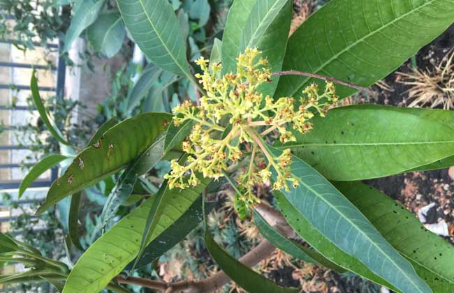 芒果盆栽种植方法