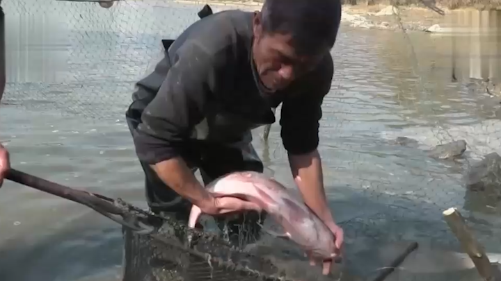 致富经养殖野鸡_致富经养殖野鸡_致富经养殖野鸡