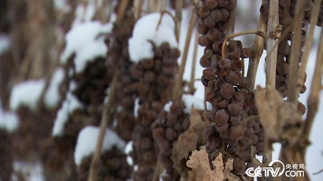 迷上冰天雪地里的丑葡萄