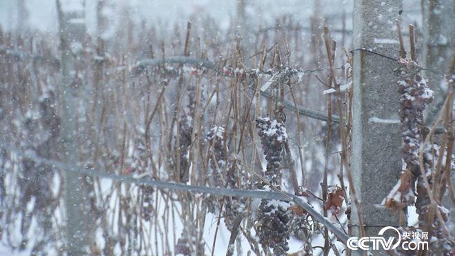 迷上冰天雪地里的丑葡萄