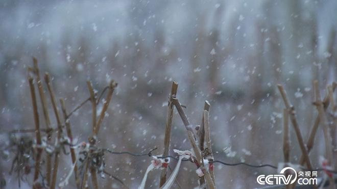 迷上冰天雪地里的丑葡萄