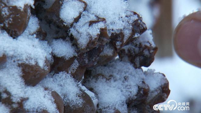 迷上冰天雪地里的丑葡萄