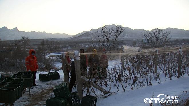 迷上冰天雪地里的丑葡萄