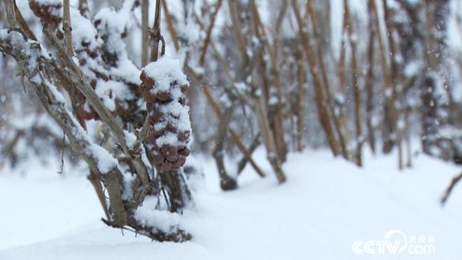 迷上冰天雪地里的丑葡萄