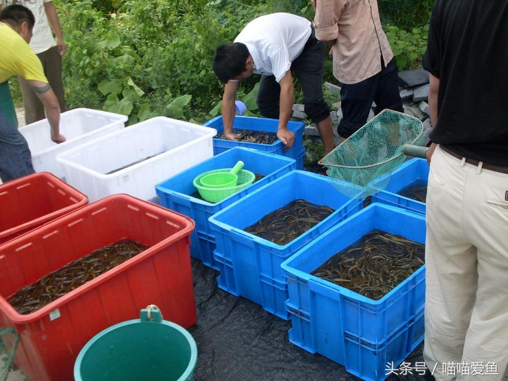 黄鳝幼苗养殖技术_黄鳝苗养殖视频_养殖幼苗黄鳝技术视频