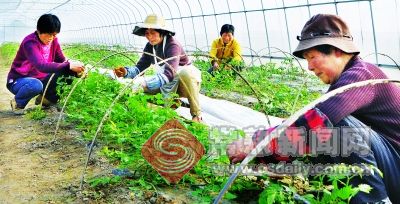 新丰村妇女顶起农业“半边天”  蔬菜种植走出致富路