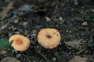 致富栽培平菇视频_种平菇致富_致富经平菇栽培