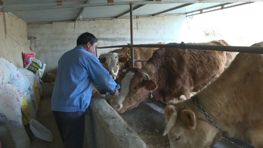 【我脱贫我光荣】元映凯：依靠肉牛养殖业 走上脱贫致富路