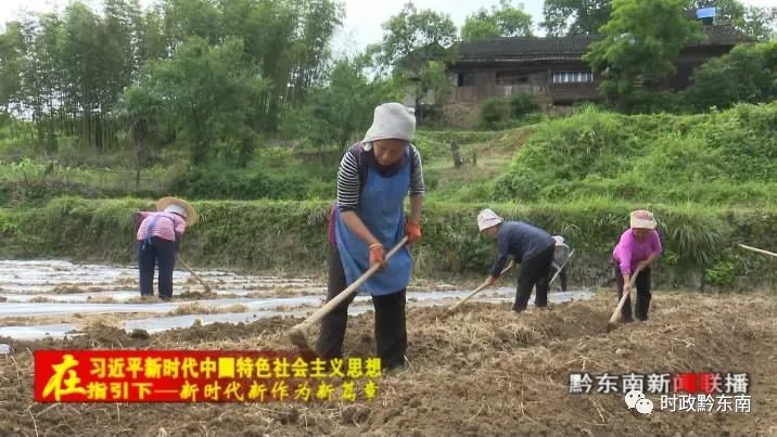 辣椒种植引领致富_辣椒致富经_种植辣椒效益如何