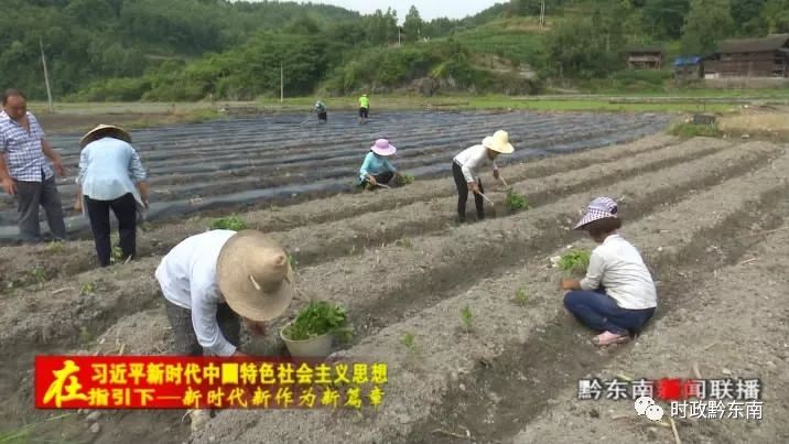 种植辣椒效益如何_辣椒种植引领致富_辣椒致富经