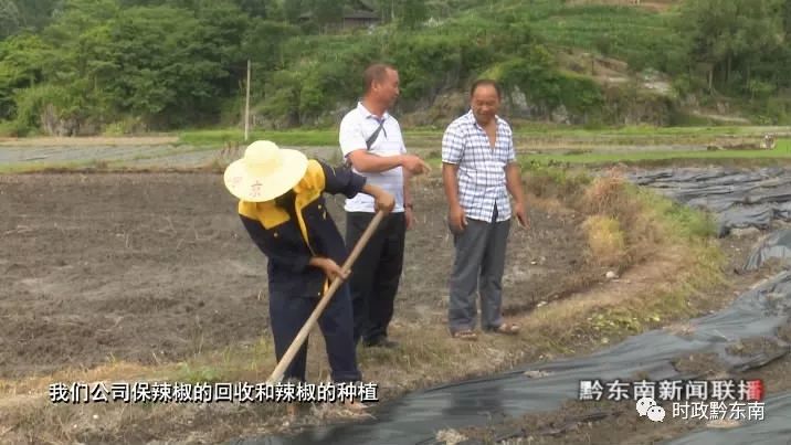 辣椒种植引领致富_辣椒致富经_种植辣椒效益如何