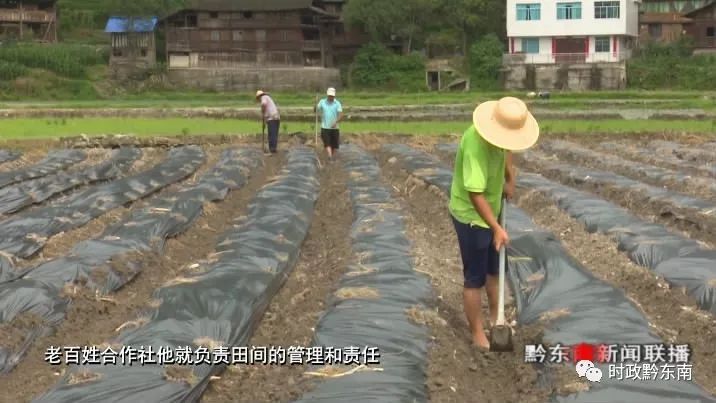 辣椒致富经_种植辣椒效益如何_辣椒种植引领致富