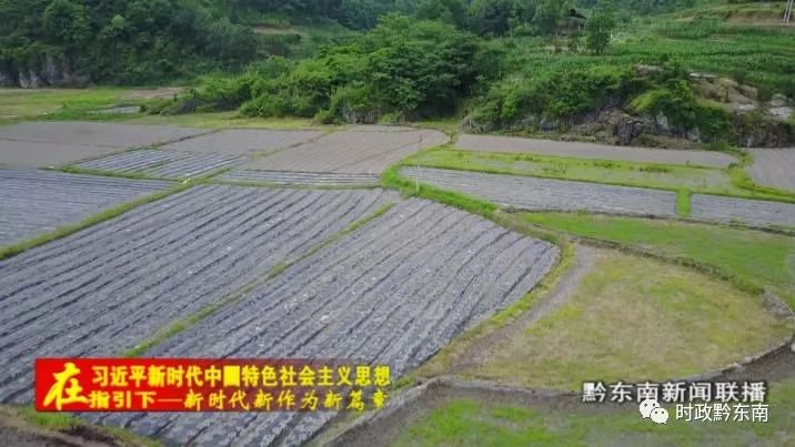 辣椒种植引领致富_辣椒致富经_种植辣椒效益如何