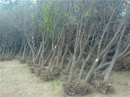 种植冬枣前景如何_种植冬枣致富_致富种植冬枣视频